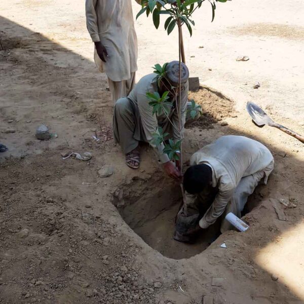 1Tree-Plantation-1--Team-Karachi-Welfare-Society---min