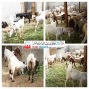 Qurbani Projects for underprivileged families